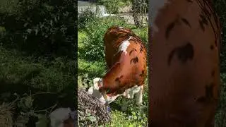 Cow/ mucche / mucca/ vaca/ vacas #farm #cows #mountain #truck
