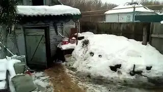 Рассада 2019 г. Цветочный сарай ) или мастерская мужа  превращается...))))))