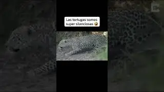 Ni te darás cuenta #funnyreels #risas #funnyshorts #funny #fyp #fypシ゚viral