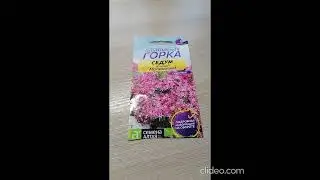 Выращивание седума ложный малиновый от Семена Алтая, альпийская горка из семян. Отрицательный опыт.
