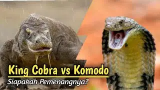 Merinding !!! Pertarungan Sengit King Cobra Versus Komodo
