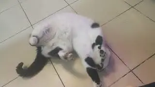Моя жена и кот 🐱