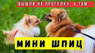 Встретили мини шпица 🐾 на прогулке с собаками
