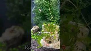 Домашние креветки 🦐