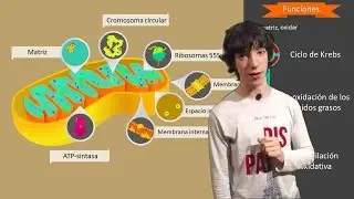 Mitochondria and Oxidative Phosphorylation