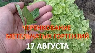 Черенкование метельчатых гортензий ЗЕЛЕНЫМИ ЧЕРЕНКАМИ❗❗❗17 АВГУСТА 2022. LITTLE LIME/ LITTLE SPOOKY