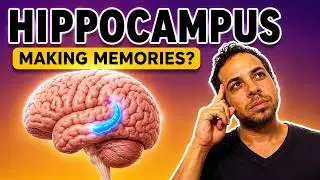 How Your Brain Forms Memories - The Hippocampus Explained