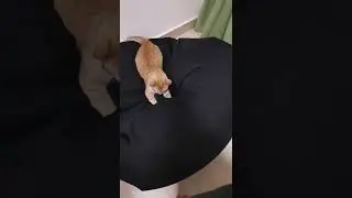 Cat Vs Beanbag