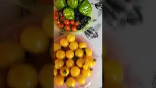 Урожай с Дачи  16.07.2024 ГОД