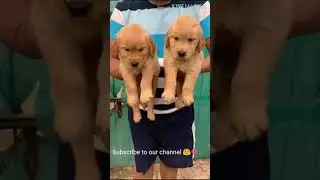 Top quality Golden Retriever puppy for sale #Shorts #Goldenretriever #viralshorts #forsale #dogvideo