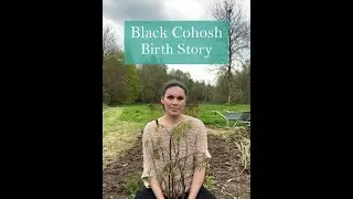 Marina's Black Cohosh Birth Story from the Ivywood Garden