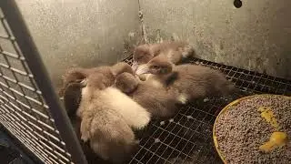 За сутки умерло 10 утят , что делать?