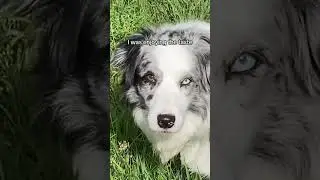 I Can Do It As A Dog / Cow, Mochi’s debut single #funnydog #dogsong #doghumor
