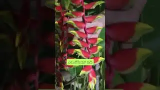 HELICONIA PLANT IN NURSERY MELA #shorts #gardening #nurserymela2024