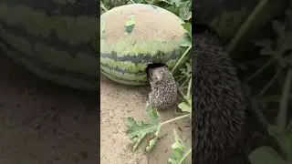 Малютка - ёжик ест арбуз.