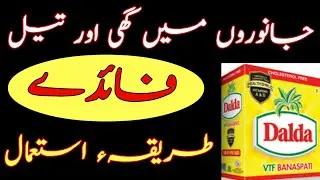 جانوروں میں گھی اور تیل کا درست طریقہ استعمال Use of Oils and Ghee in animals. by Dr Noman ali