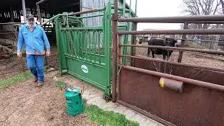 Banding large bull calves