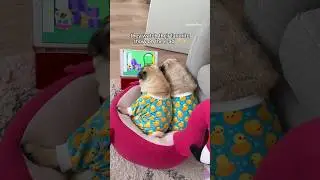 All is right in the world when they watch their favorite show together 👼🏼📱✨ 