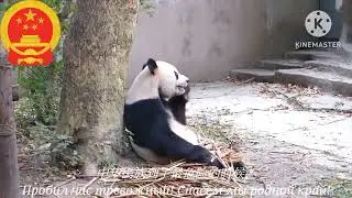 Гимн Китая - 