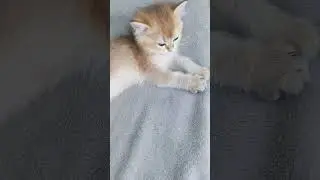 какой чудесный июль #июль #кот