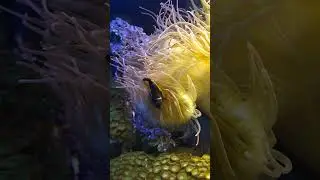 клоун томатный в смертельных актиниях