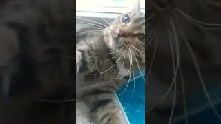 #шо ты пушистый плаки или нормалдаки 😅#тренд