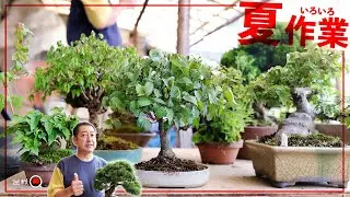 夏も忙しい！盆栽夏の作業～欅・カエデ・モミジ・赤松・真柏～【盆栽Q】