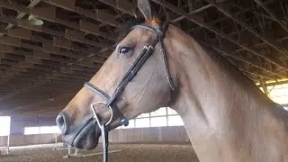 Streaming Horse Riding and Social Media Accounts