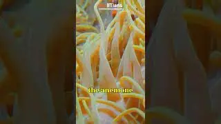 The Mutualistic Relationship Between Clownfish and Anemones 🐠🌺🤝#askiitians