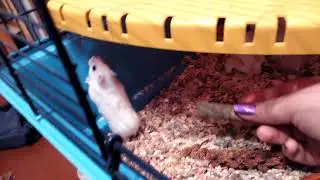 Пробуем новое лакомство!