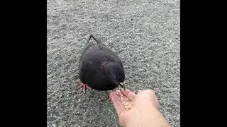 Taming wild beach pigeons 2021