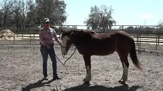 Gentling a Wild Mustang, Part IV