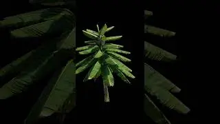 Banana Tree Generator V3 - Blender Geometry Nodes