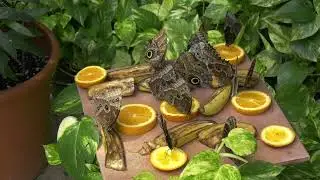 Butterfly Farm Aruba 2022