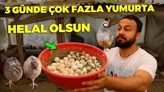 3 Gün Yumurtaları Toplamadım ! Çok Fazla Yumurta - Gurk Tavuğundan Özür diledim !