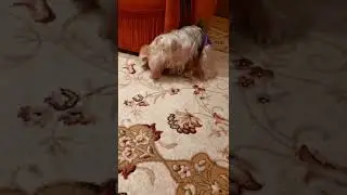 насцикала в трусы 🤣