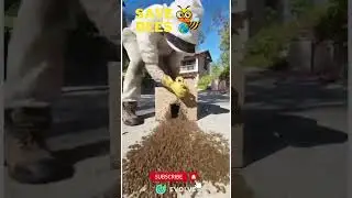 How The Bees Act Towards Queen | Living For The Queen | #savebees #bee #beequeen #shorts #viral