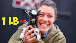 1 LB Baby Goat?! | My 5 Year Quest for a World Record