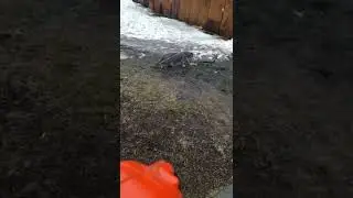 Тишулька гуляет.