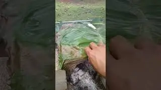 bakar ayak bekaka dulu gays..