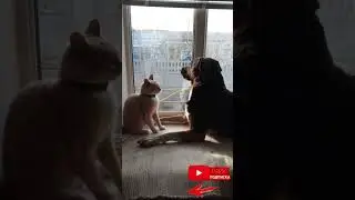 Кот атакует собаку 🙀😹 | The cat attacks the dog 🙀 