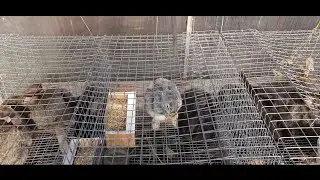 Клетки для кроликов!