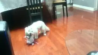 Roxy playing with toy