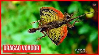 Dragão Voador | UM LAGARTO QUE "VOA"