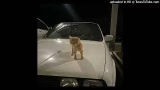 ambient destroy lonely type beat - cat @outofpacks