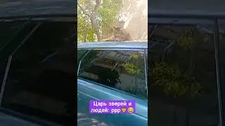 Котик на авто — само то🚙😆