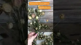 Diy Сухоцветы Нигелла #длядекора #длятворчества