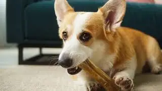 Corgi gnawing bone  #Animals #Cute #Dogs #Cats