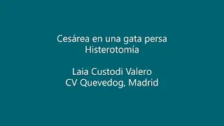 Cesárea en una gata persa (histerotomía)