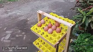 Простейший авто поворот в инкубаторе !
